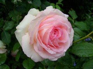 rosa rose, leicht feucht