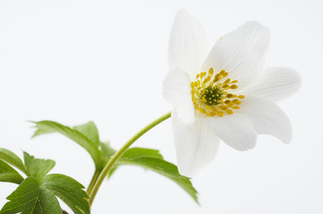 isolated white flower