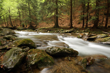 river in the wood