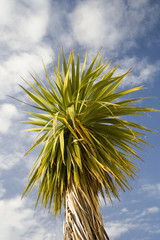 Obraz premium palm tree and summer skies