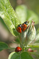 3 marienkäfer