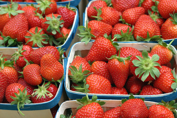 barquettes de fraises - 703096