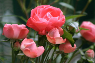 rose