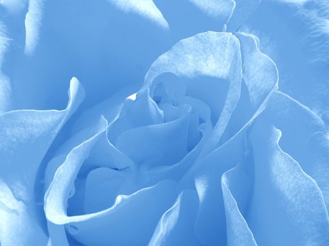 Fototapeta blue background with rose