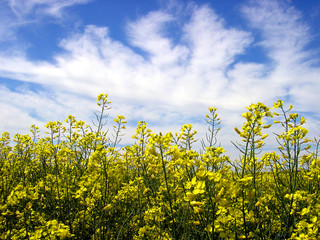 Obraz premium rapsfeld