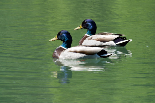 enten