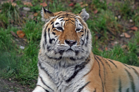 tiger portrait