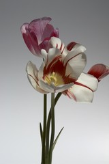 tulpen