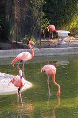 pink flamingo