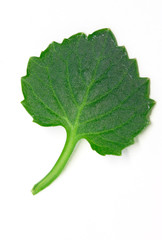 feuille verte