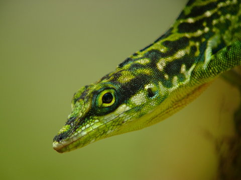 tete d'anolie 2