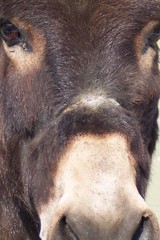 a donkey close up