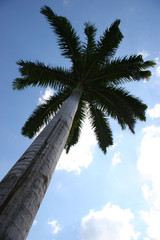giant palm tree against beautiful cloudy blue sky