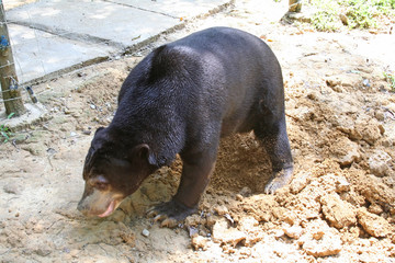 bear diggin