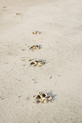 paw prints
