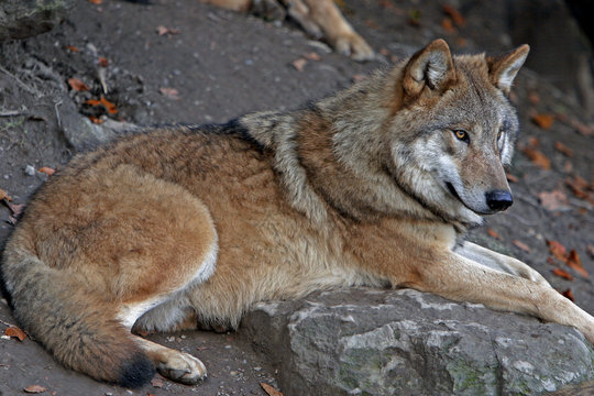 wolf