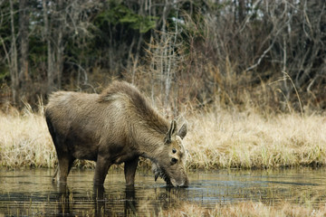 young feeding moose