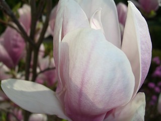 Obraz premium magnolia