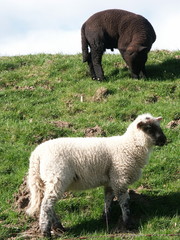schwarzes schaf