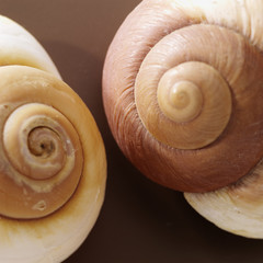 two brown shells