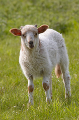 Naklejka na ściany i meble cute baby sheep on the grass