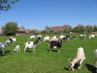 Fototapeta na wymiar Kozy w polu