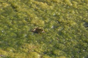 a little frog