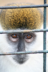 affe hinter gitter