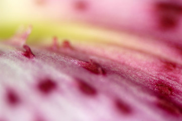 plante macro