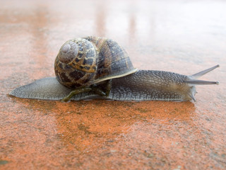 snail
