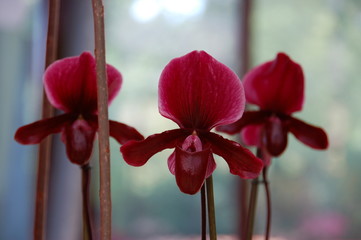 orchidee