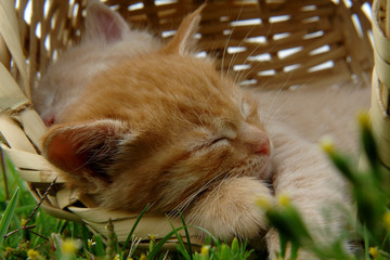 sleep kitten