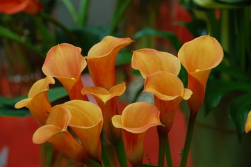 calla