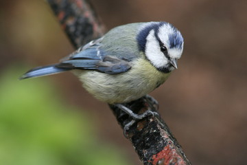 bluetit on fence