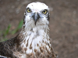 osprey