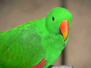 eclectus parrot