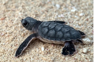 bébé tortue de mer se dirigeant vers la mer