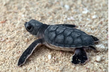 Photo sur Plexiglas Tortue bébé tortue de mer se dirigeant vers la mer