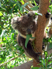 petit koala