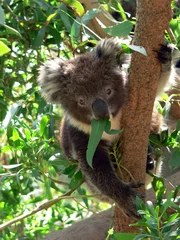 Tableaux ronds sur aluminium brossé Koala petit koala