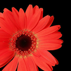 gerbera
