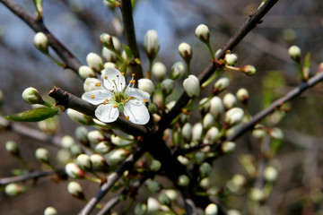blackthorn
