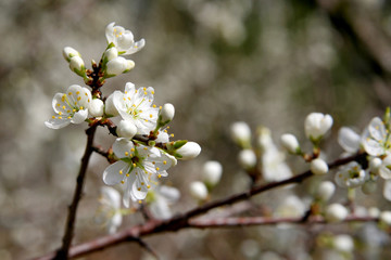 blackthorn