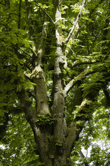 großer baum