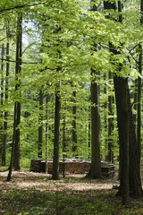 wald bei tennenbronn
