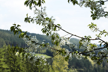 Fototapeta premium apfelblüte im schwarzwald
