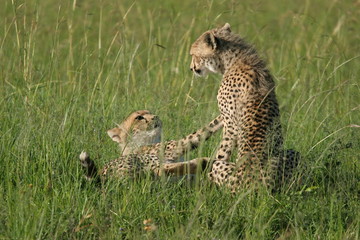 jeunes guépards jouant 2