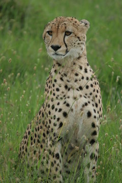 guépard portrait