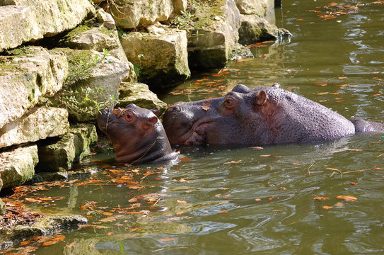 hippopotame et son petit