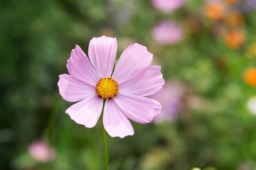 pink flower